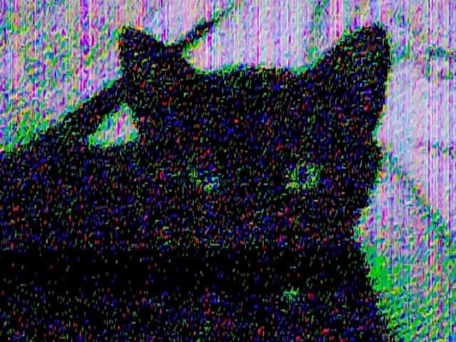 Sample photo taken with the Schrodinger Glitch Camera of a cat named Eros 2 of 2